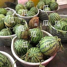 娱乐吃瓜种类,盘点热门事件,揭秘明星幕后故事